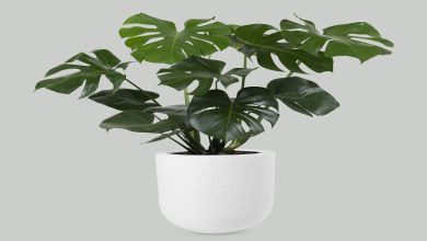 Indoor Plants That Can Improve Your Office Environment